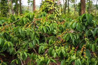 15 ARABICA COFFEE Tree Shrub Seeds - Grow your own coffee!